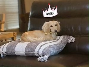 Crème of the Crop English Cream Miniature Dachshunds - Puppy Photo 6