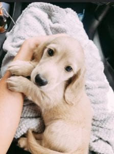 Crème of the Crop English Cream Miniature Dachshunds - Puppies Photo 30