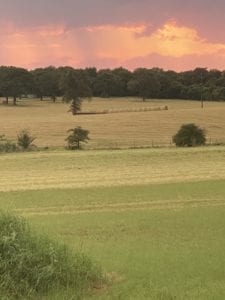 Crème of the Crop English Cream Miniature Dachshunds - Farm Photo 2