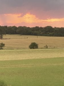 Crème of the Crop English Cream Miniature Dachshunds - Farm Photo