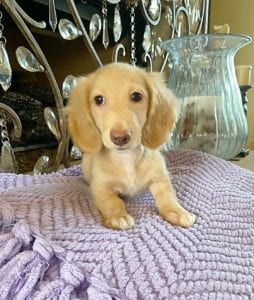 Crème of the Crop English Cream Miniature Dachshunds