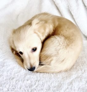 Crème of the Crop English Cream Miniature Dachshunds - Puppies Photo 21