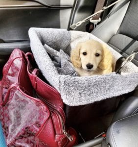 Crème of the Crop English Cream Miniature Dachshunds - Puppies Photo 19