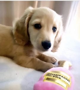 Crème of the Crop English Cream Miniature Dachshunds Puppy