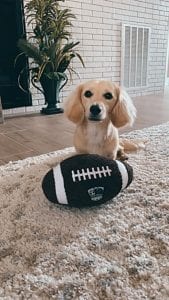 Crème of the Crop English Cream Miniature Dachshunds - Puppies Photo 15