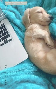 Crème of the Crop English Cream Miniature Dachshunds - Puppies Photo 11