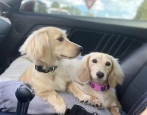 Crème of the Crop English Cream Miniature Dachshunds - Puppies Photo 10