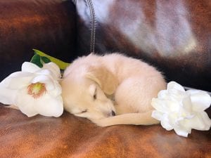 Crème of the Crop English Cream Miniature Dachshunds