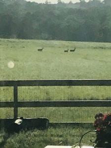 Crème of the Crop English Cream Miniature Dachshunds