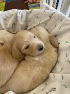 Crème of the Crop Dachshunds - English Miniature Cream Dachshund Puppies