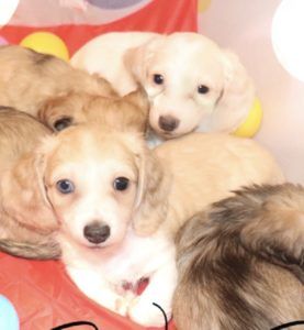 Crème of the Crop Dachshunds - English Miniature Cream Dachshund Puppies