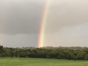 Crème of the Crop English Cream Miniature Dachshunds
