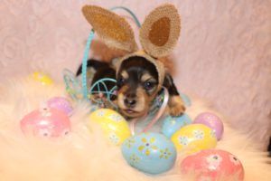 Crème of the Crop Dachshunds - English Miniature Dachshund Puppy