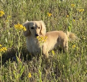 Crème of the Crop English Cream Miniature Dachshunds