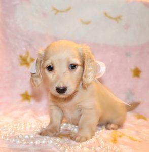 Crème of the Crop English Cream Miniature Dachshunds - English Miniature Cream Dachshund Puppy