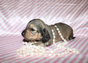 Crème of the Crop Dachshunds - Miniature Dachshund Puppy