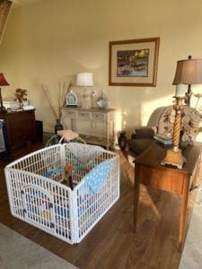 Crème of the Crop Miniature Dachshunds Breeder Nursery Playpen Photo