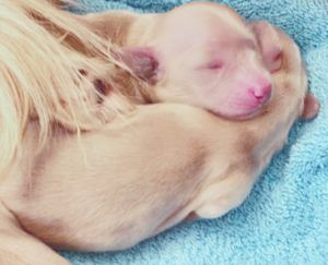 Crème of the Crop Dachshunds - English Miniature Cream Dachshund Breeder