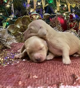 Crème of the Crop English Cream Miniature Dachshunds - Previous Litter Puppies 18