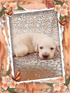 Crème of the Crop Dachshunds - English Miniature Cream Dachshund Puppy Breeder