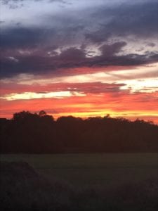 Crème of the Crop English Cream Miniature Dachshunds