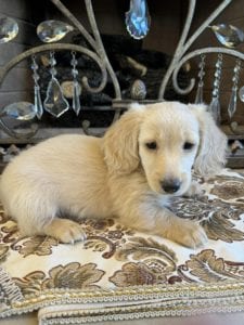 Creme of the Crop Miniature Dachshunds Pearl 2