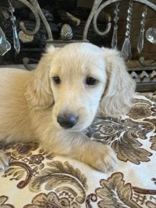 Creme of the Crop Miniature Dachshunds Pickle 3