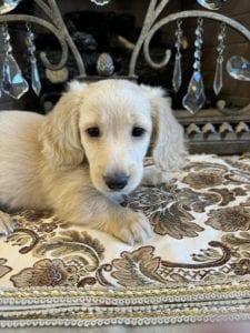 Creme of the Crop Miniature Dachshunds Pickle 5