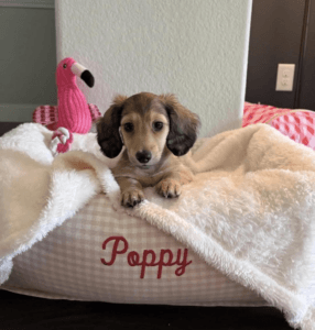 Creme of the Crop Miniature Dachshunds Puppy Poppy