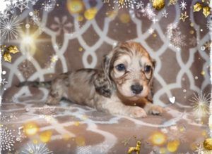 Crème of the Crop Dachshunds English Cream Miniature Dachshund Breeder Pryse Stud