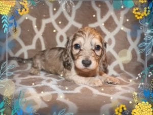 Crème of the Crop Dachshunds English Cream Miniature Dachshund Breeder Pryse