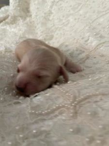 Creme of the Crop Miniature Cream Dachshund Puppy For Sale 6