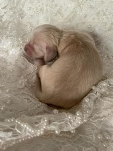 Creme of the Crop Miniature Cream Dachshund Puppy For Sale 7