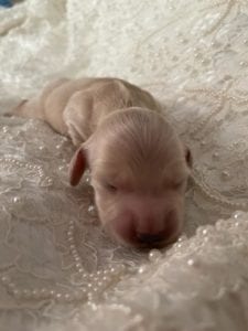 Creme of the Crop Miniature Cream Dachshund Puppy For Sale 8