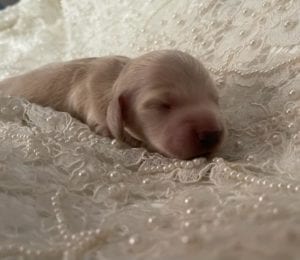 Creme of the Crop Miniature Cream Dachshund Puppy For Sale 9