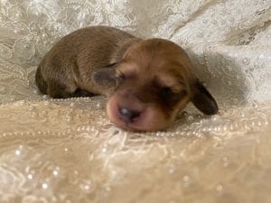 Creme of the Crop Miniature Cream Dachshund Puppy For Sale 10