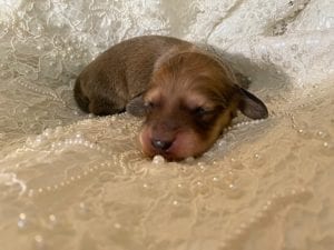 Creme of the Crop Miniature Cream Dachshund Puppy For Sale 11