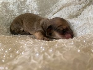 Creme of the Crop Miniature Cream Dachshund Puppy For Sale 1
