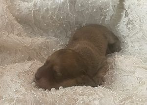 Creme of the Crop Miniature Cream Dachshund Puppy For Sale 3
