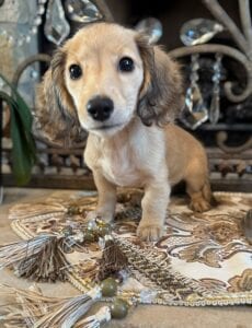 Creme of the Crop Miniature Dachshunds Breeder - Raelynn