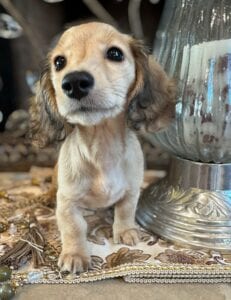 Creme of the Crop Miniature Dachshunds Breeder - Raelynn 2