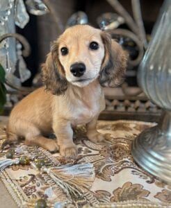 Creme of the Crop Miniature Dachshunds Breeder - Raelynn 3
