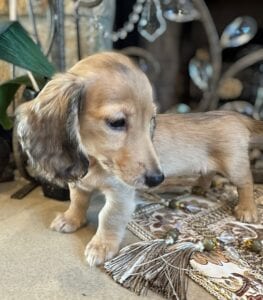 Creme of the Crop Miniature Dachshunds Breeder - Raelynn 4