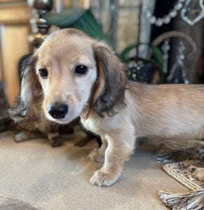Creme of the Crop Miniature Dachshunds Breeder - Raelynn 5