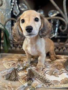 Creme of the Crop Miniature Dachshunds Breeder - Raelynn 6