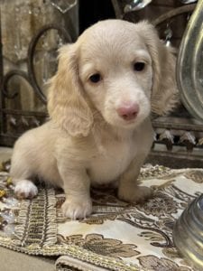 Creme of the Crop Miniature Dachshunds Selah 1