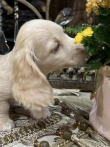 Creme of the Crop Miniature Dachshunds Selah 2