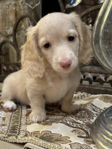 Creme of the Crop Miniature Dachshunds Selah 3