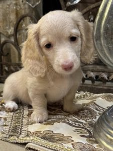 Creme of the Crop Miniature Dachshunds Selah 4