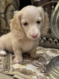 Creme of the Crop Miniature Dachshunds Selah 5